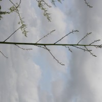 Furcraea foetida (L.) Haw.